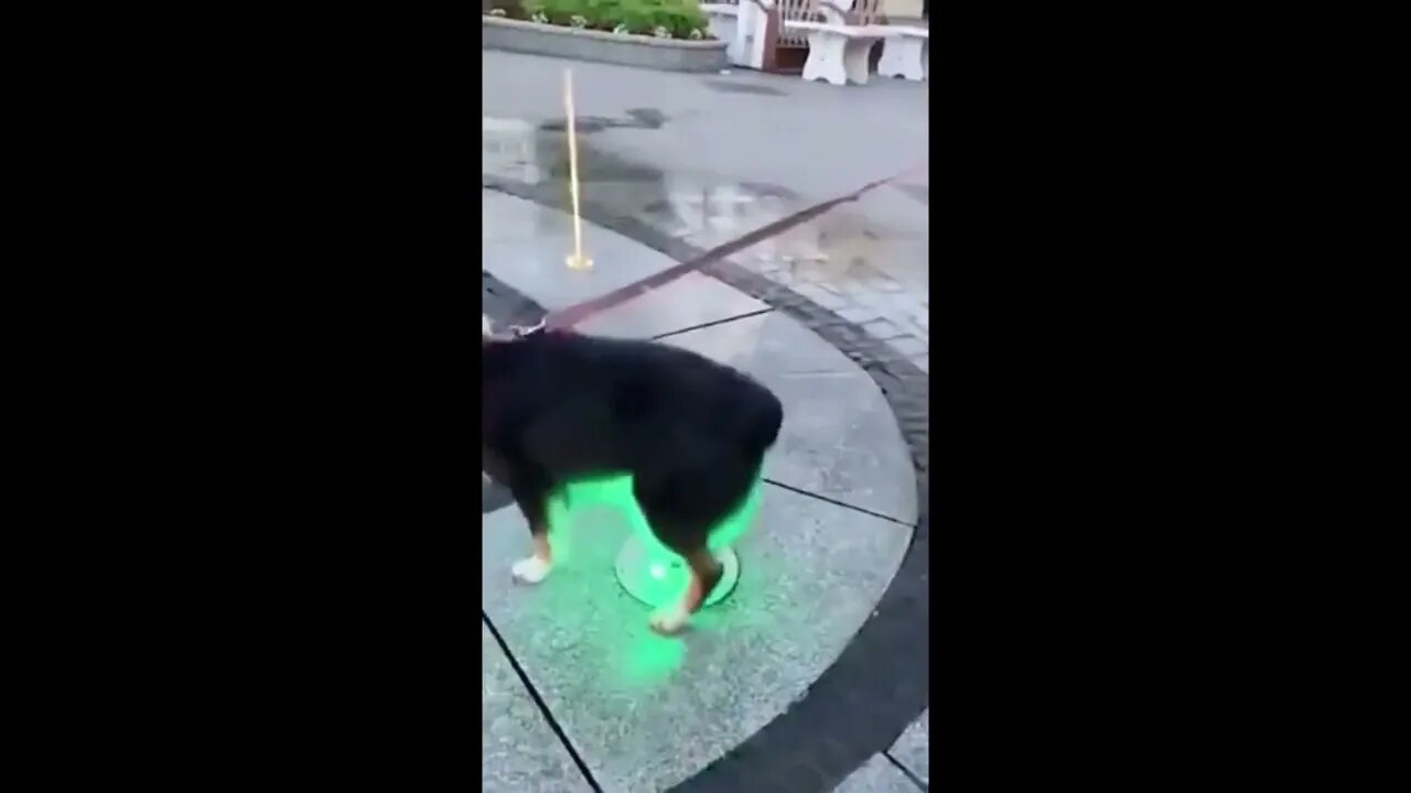 Poor Doggo