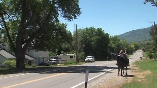 Utah couple trains water buffalo