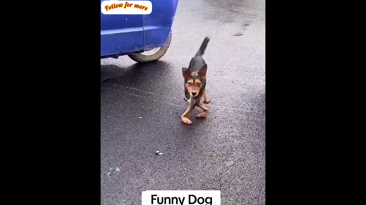 very funny dog 🤣🤣 interesting video