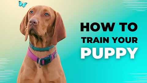 Dog training is the process of teaching It's important to use positive reinforcement techniques