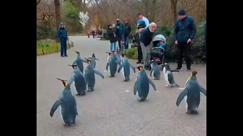 Would Pay Every Cent I Own To Go On A Walk With Penguins