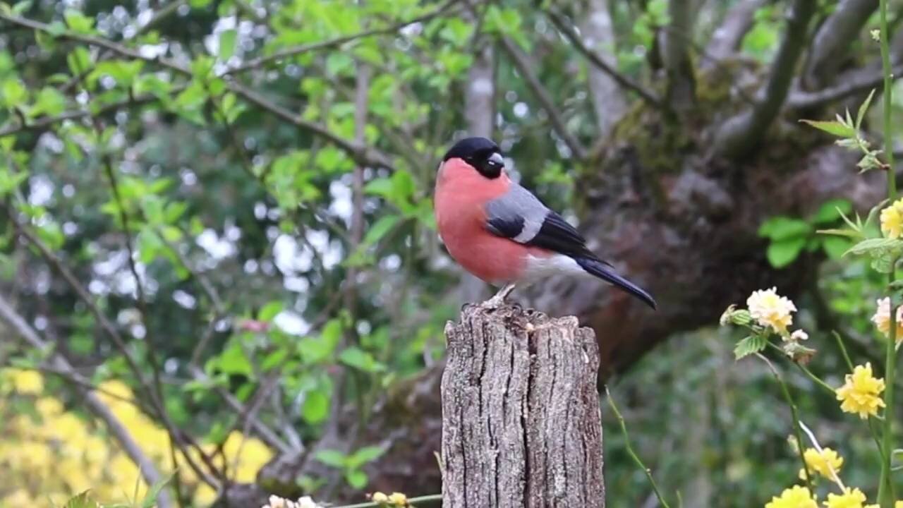 Eurasian bullfinch birds video