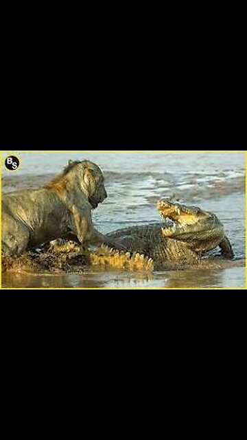 SIGMA_RULE_LION_VS_CROCODILE_FEARLESS_🔥🔥🔥🔥🔥🔥🔥
