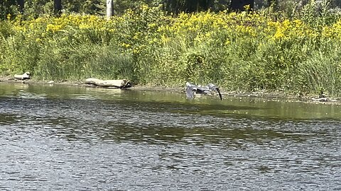 Great Blue Heron was hiding in a tree