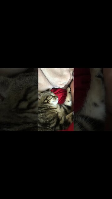 Sleepy kitten 💕 🎶