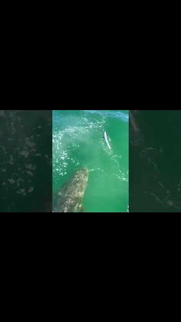 The big fish eat the little ones