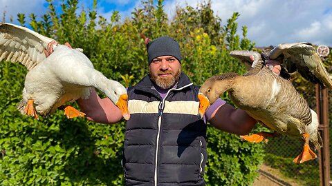 Cooking a Goose Stuffed with Feijoa UNDER THE GROUND😲