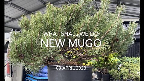 Big Badda Mugo