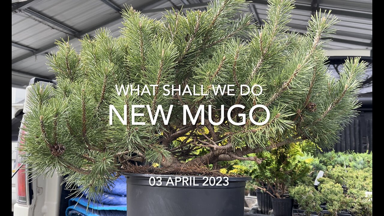 Big Badda Mugo