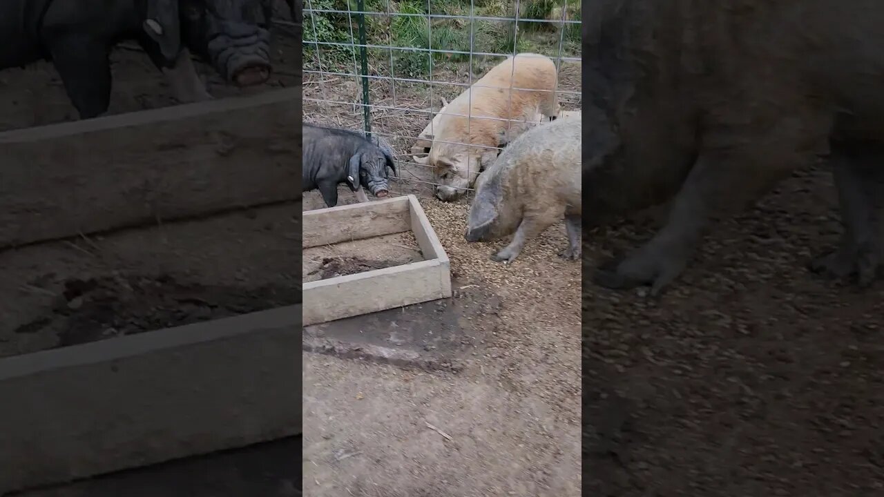 Kevin stealing girls food. #homesteading #kunekune #mangalitsa #meishan