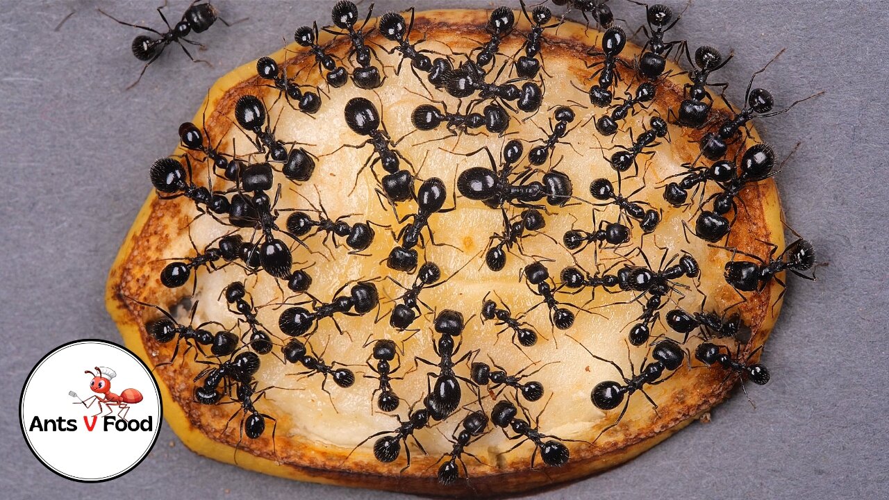 Timelapse Ants Eating a Banana Slice