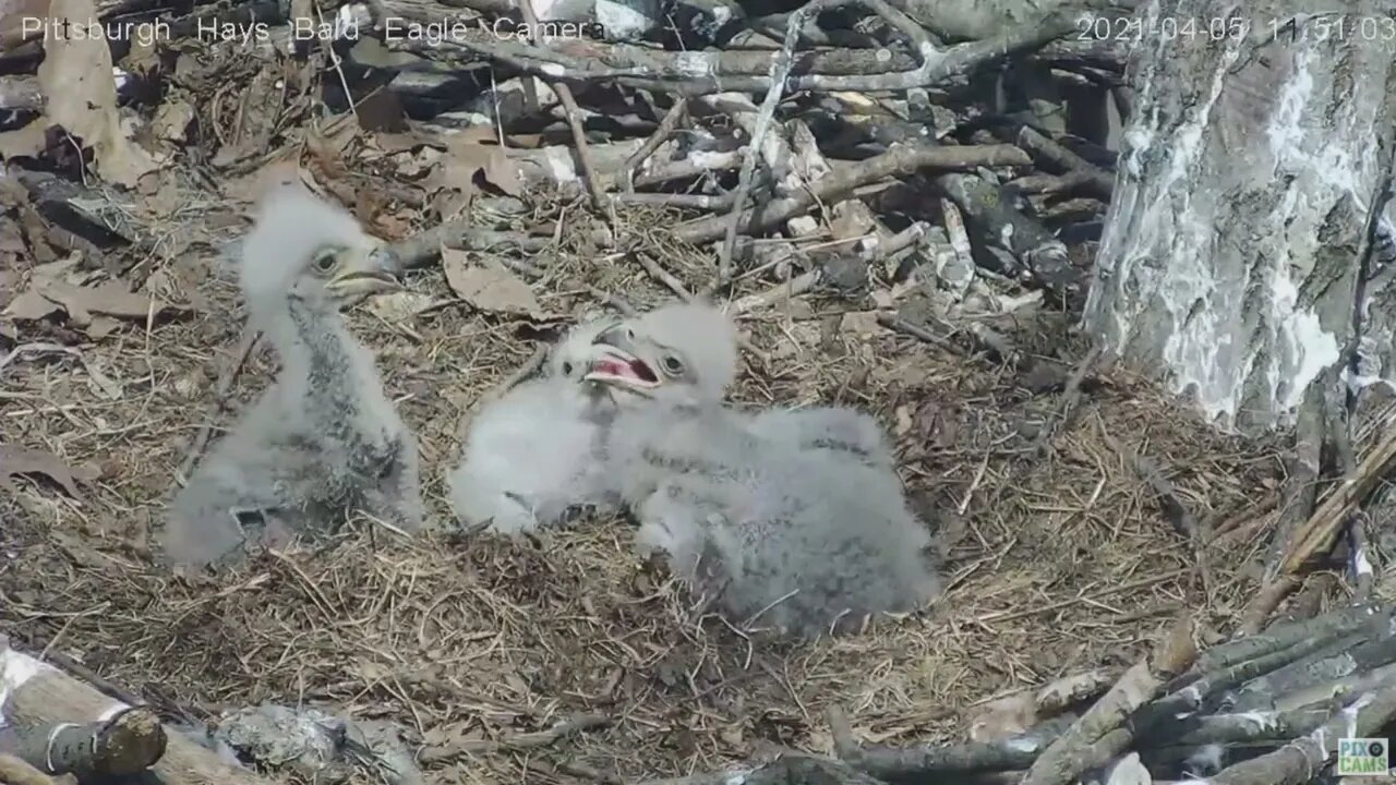 Hays Eaglets H13 H14 H15 peck fest 4.5.21 11:50AM