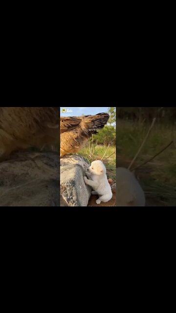 New Funny video 2022, viral video 2022, viral funny video, viral funny shorts, how to make funny