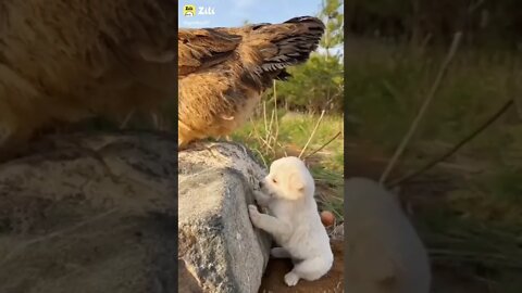 New Funny video 2022, viral video 2022, viral funny video, viral funny shorts, how to make funny