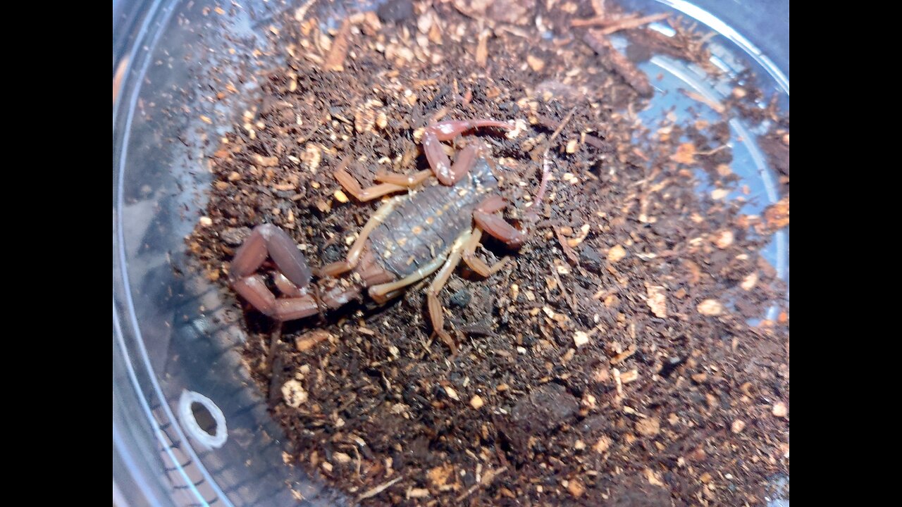 Caribbean Bark Scorpion Rehouse and Setup