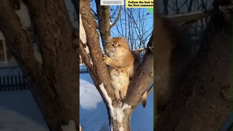 cute cat videos 😹 funny videos 😂 693 😻 #shorts #shortsfunny #cutecat #catvideos #catsfood #catscare