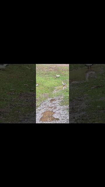 Mom has babies out the size of marshmallow peeps