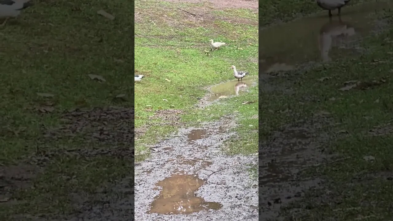 Mom has babies out the size of marshmallow peeps