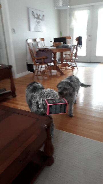 Goofy dog walks around with box on head