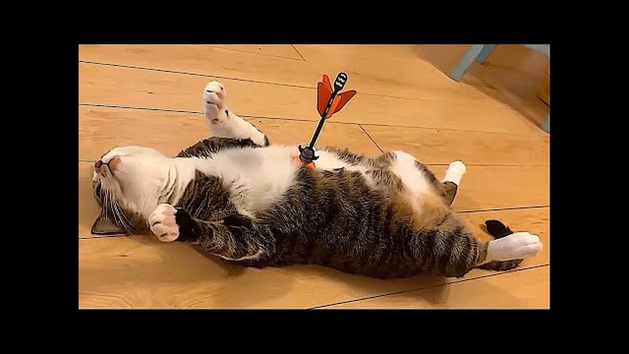 Best Funny Animal Videos Of The 2022 π€£ - Funniest Cats And Dogs Videos πΊπ