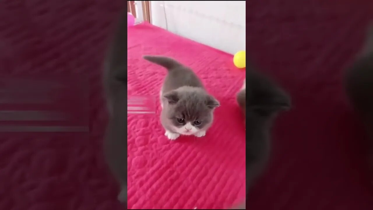 Cutest little kitten gorgeous video #shorts #cat #funnycats