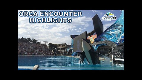 Orca highlights