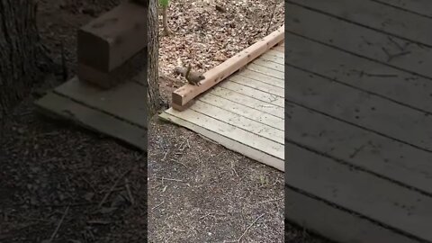 Squirrels coming up close to us