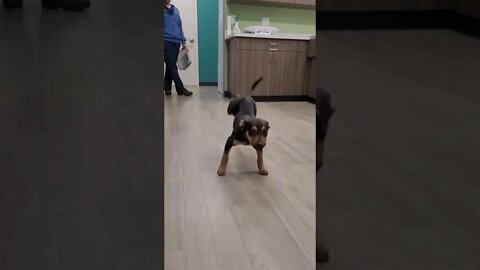 ELE FEZ O HAPPYDOG #SHORTS