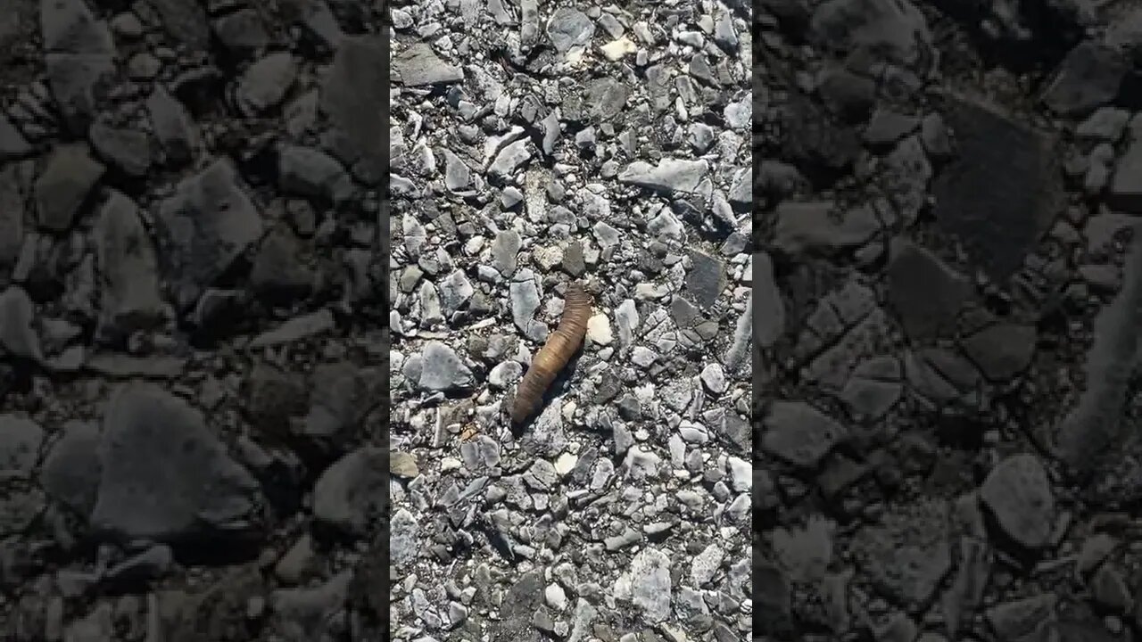 "Jumping Worm" On Sidewalk