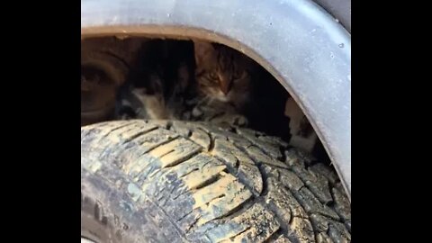 Found a feral kitten hiding in the engine of my car!