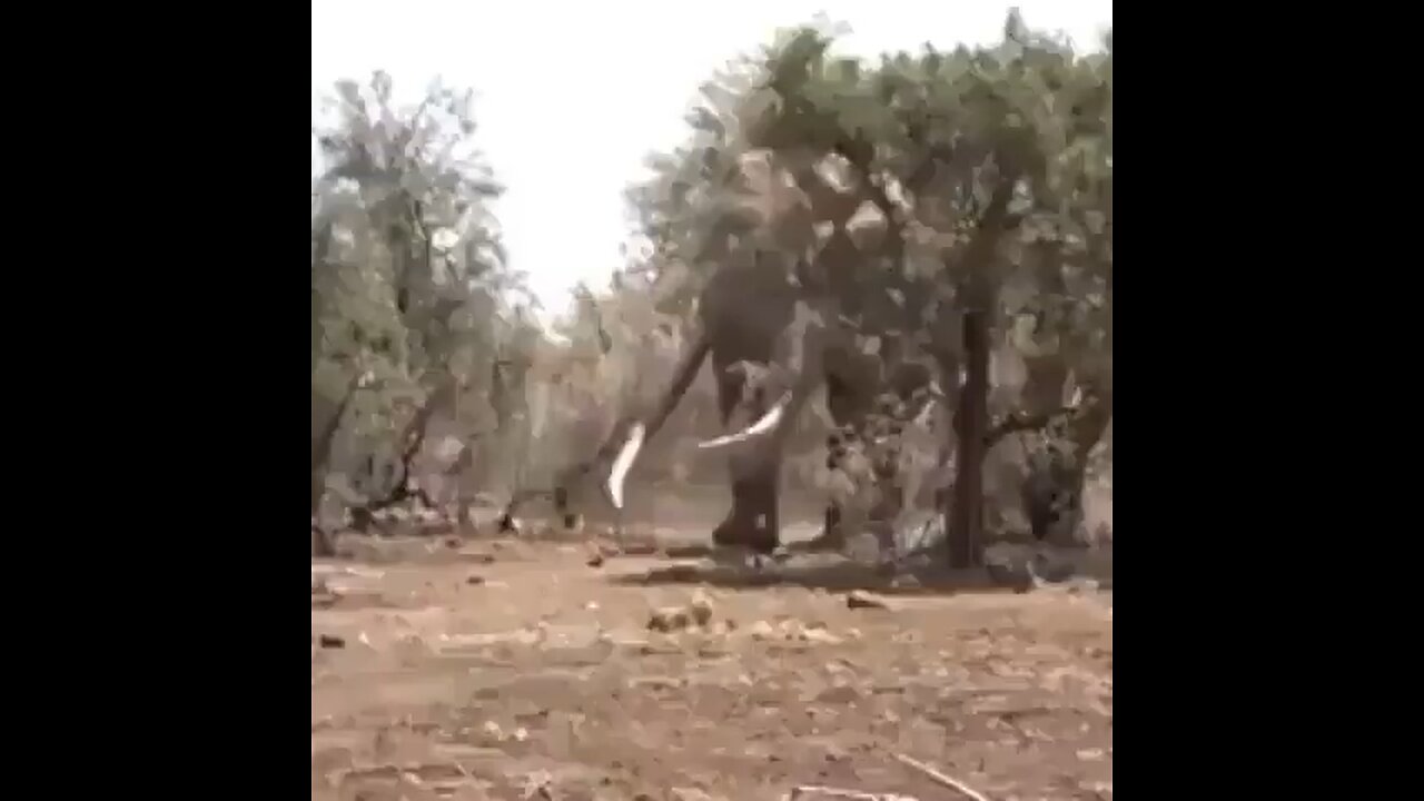 Massive 8000 KG Elephant Tanzania