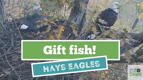Hays Eagles Dad brings Mom a gift fish 2021 11:40AM