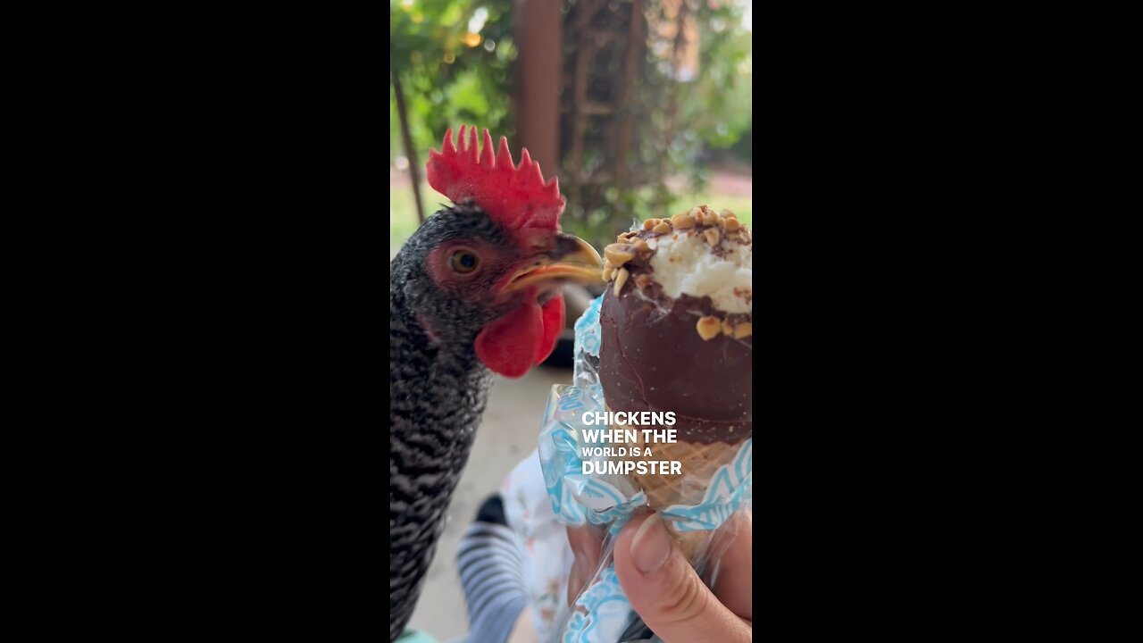 Oreo the Chicken