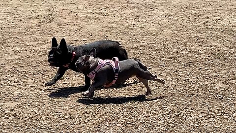 Playing with Ladybug's Mommy Pualani at the Park