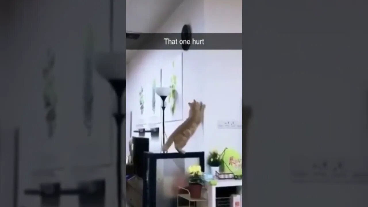 Ouch 😂 #shorts #shortsvideo #fyp #funny #cat