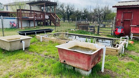 Expansion on My Duck Pond Aquatic System