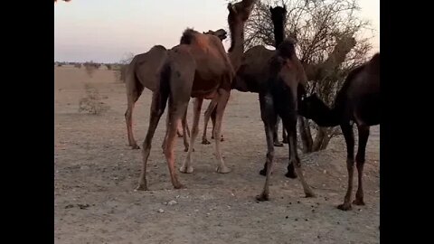 Wild camels in Thar desert