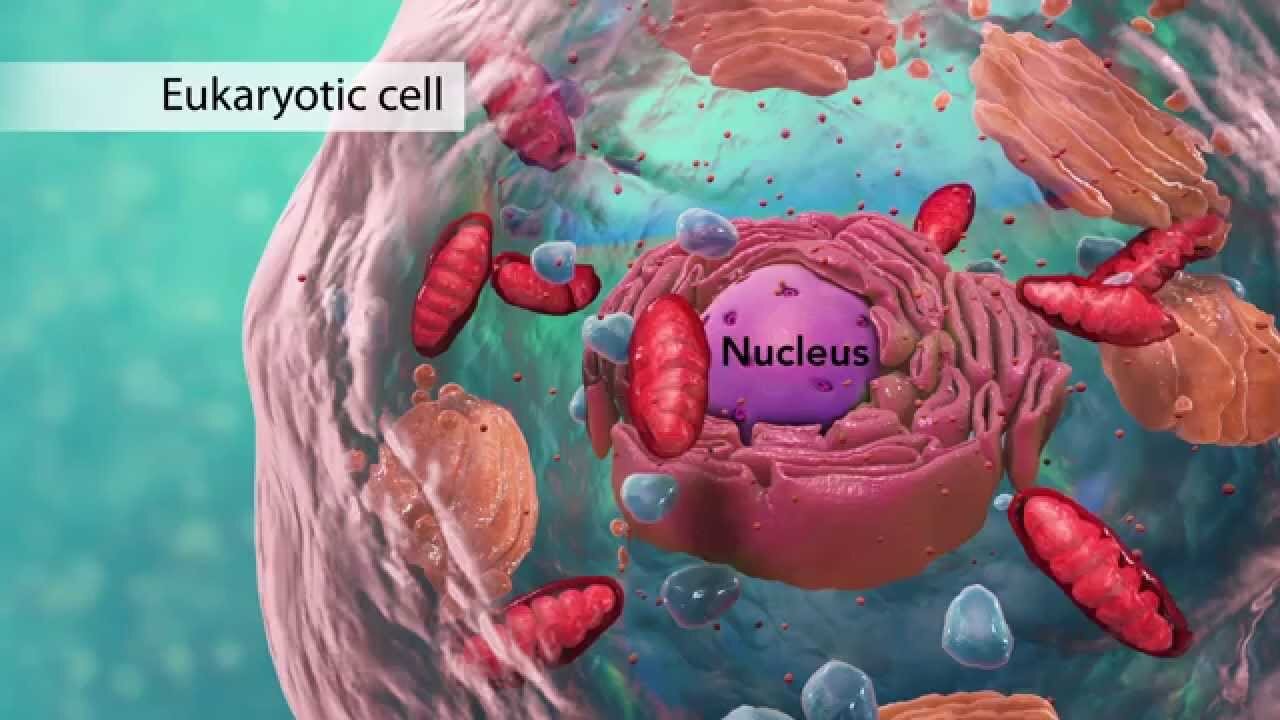 Biology: Cell Structure I Nucleus Medical Media