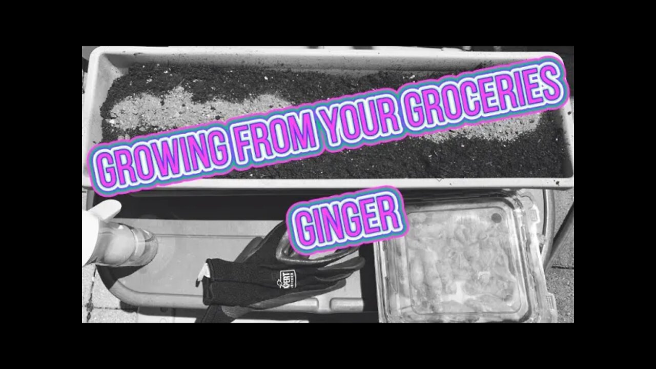 Grow From Your Groceries -Ginger SHEDWARSGLOBALGARDENING 22 G