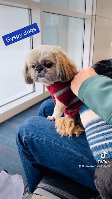 #cute #dogs #tamararoseblodgett