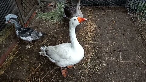 Patch and Mother Goose are talking to Freckles who is sitting on eggs