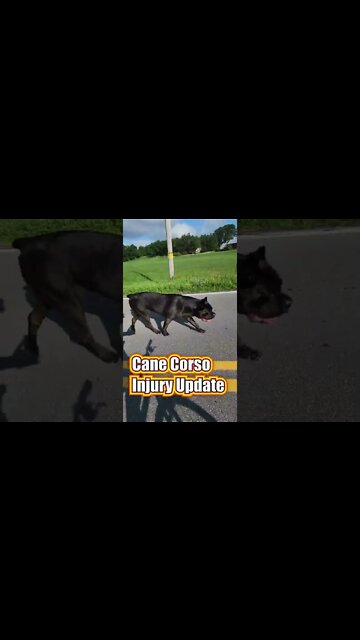 Cane Corso INJURED update #shorts #pets #viral