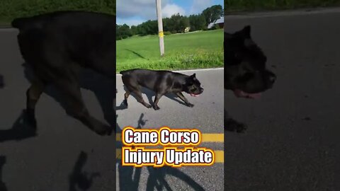 Cane Corso INJURED update #shorts #pets #viral