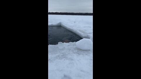 ice chiken