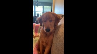 Sleepy puppy nearly falls asleep sitting up