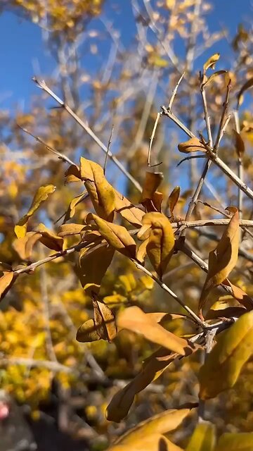 Pomagranate Opening Hack