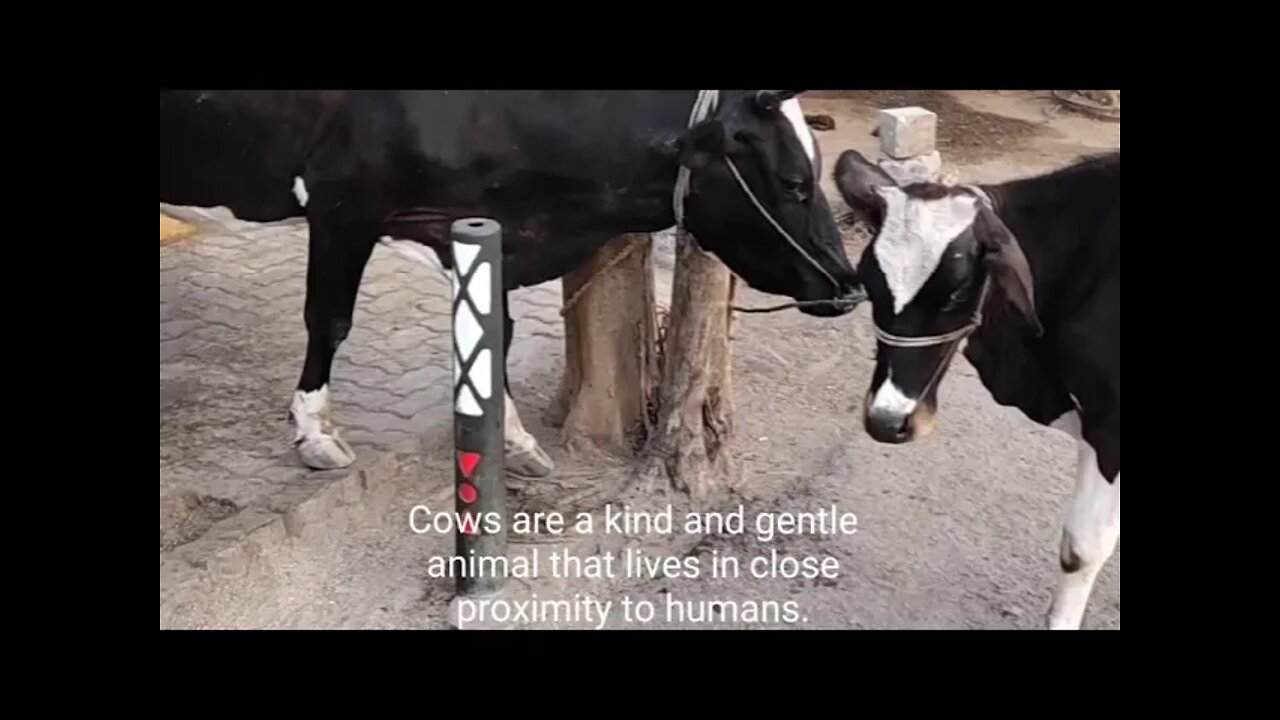 Cows are Innocent, Trust in Cows ,#Shorts, #Cows, #Animal,#Trust,#Cowsinnocent,#Viral,#Gawmatha,#gai