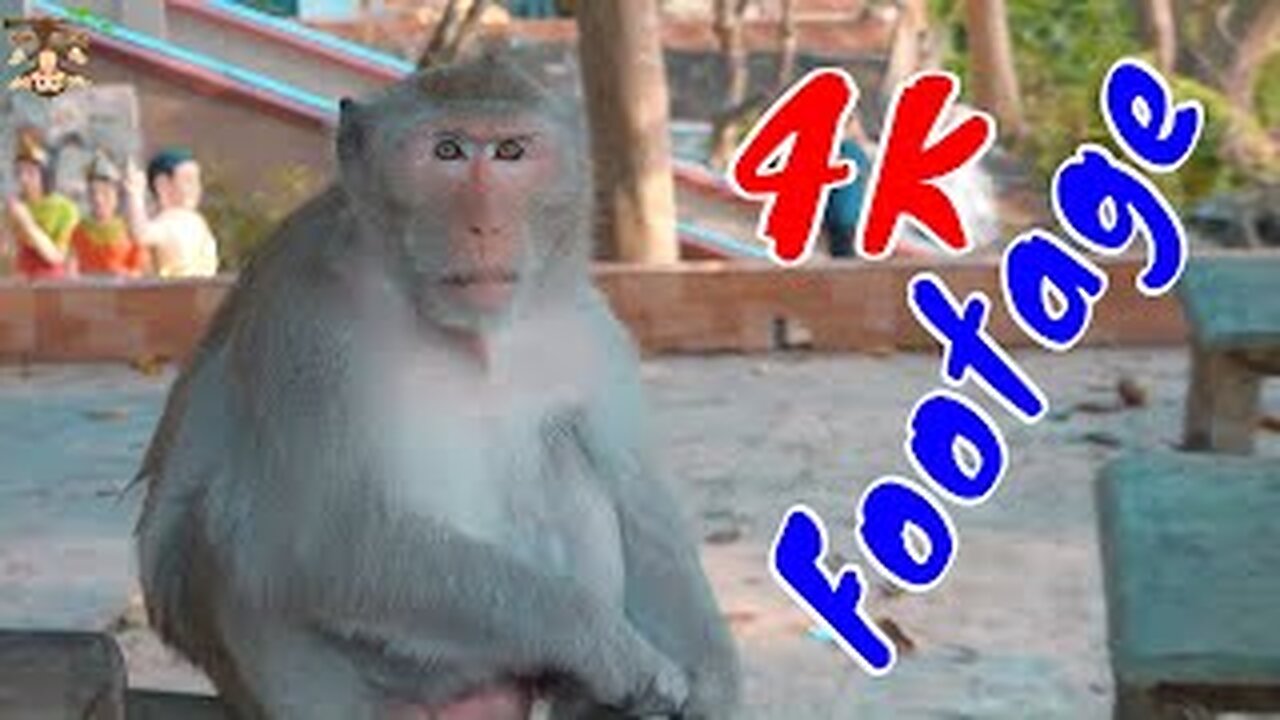 4K Quality Animal Footage - Monkeys Beautiful Scenes Episode 23 | Viral Monkey