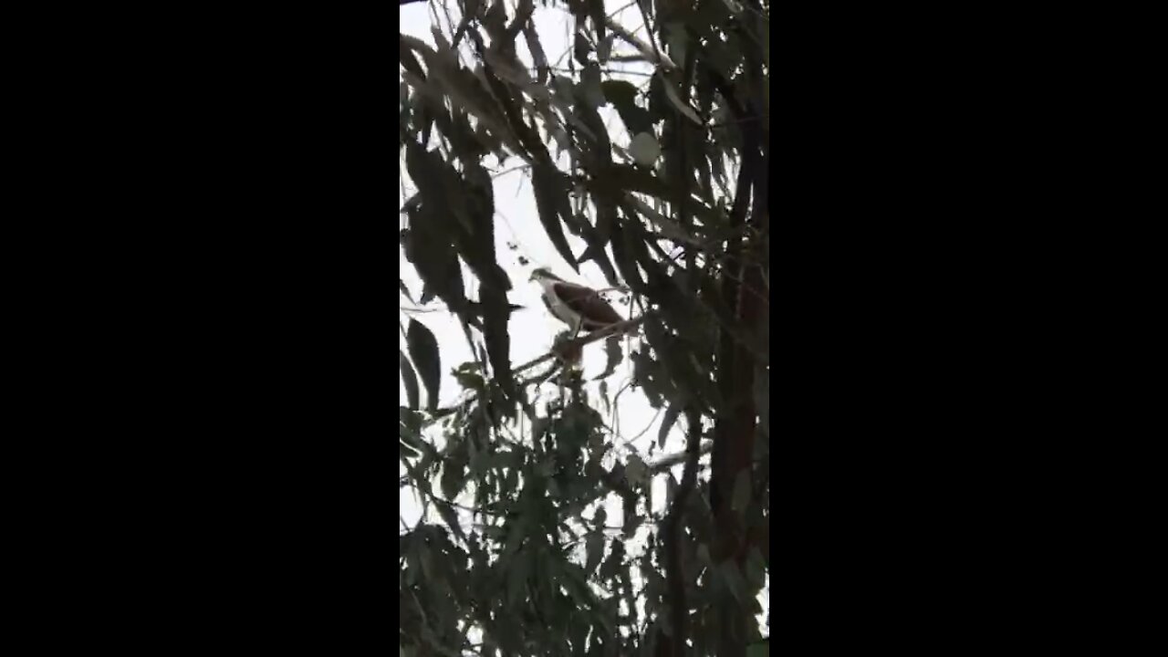 Osprey Eating Fish