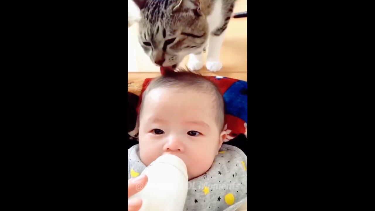 Funny baby cat 😸 video 🤣